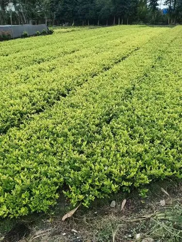米乐：邓禄普龙传网球拍